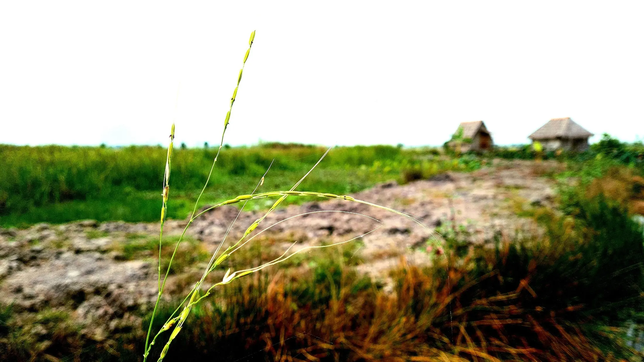 A wetland bird observed in the farm landscape