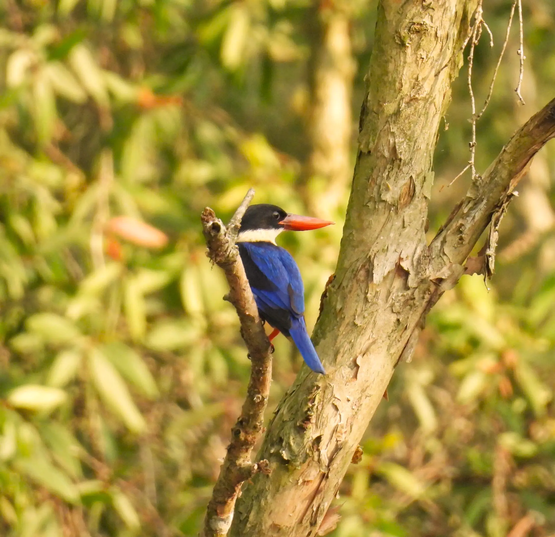A colourful wild wetland bird resting on a tree at Việt Mekong Farmstay