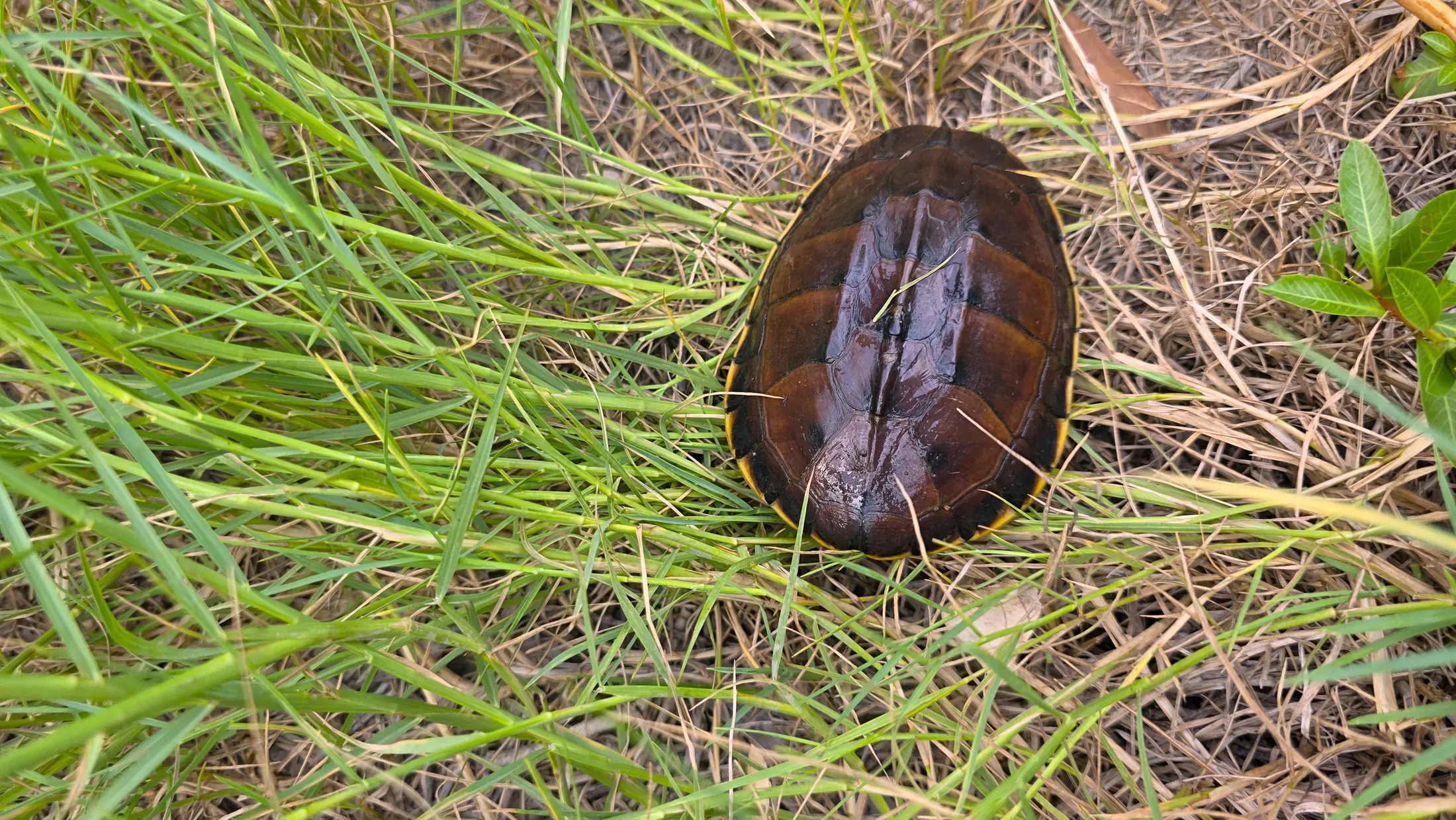 A freshwater turtle moving through grass in the wetland habitat