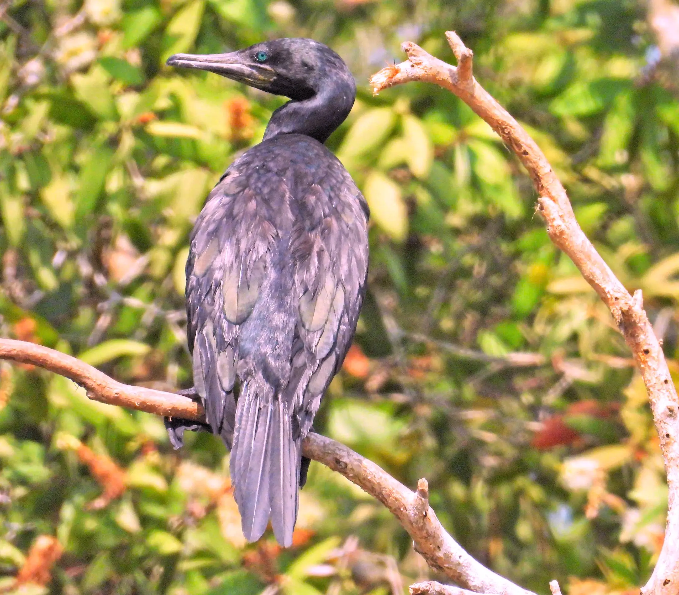 A dark-plumaged wetland bird perched on a branch