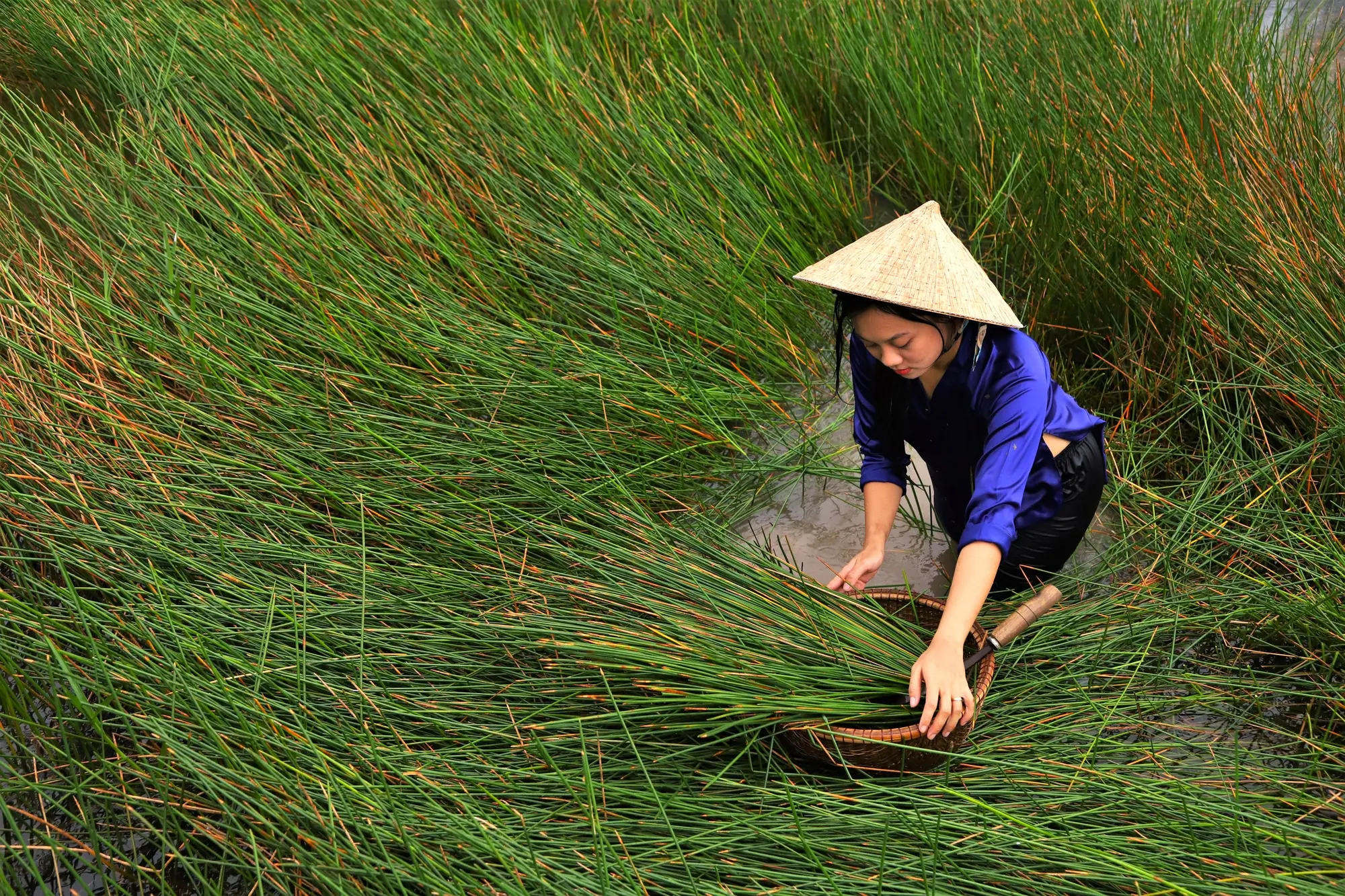 A local host gathering wetland grass