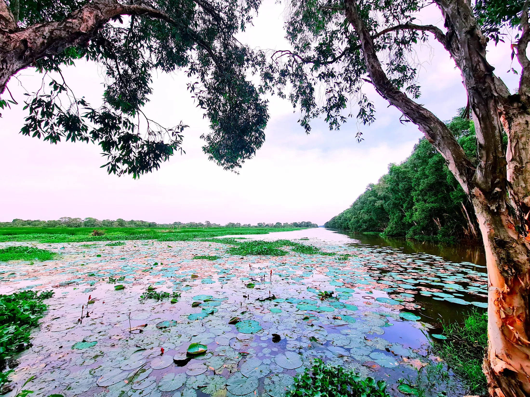 Wetland vegetation and open water at Việt Mekong Farmstay