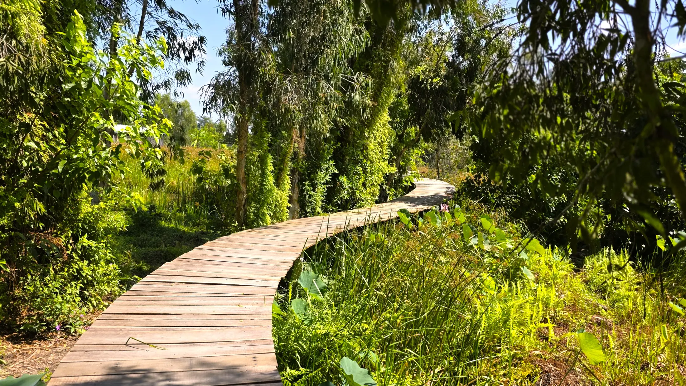 Curving wooden walkway through dense wetland vegetation