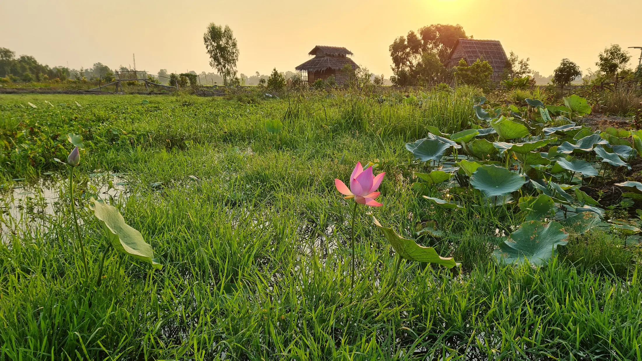 Hoa sen hồng trong ánh sáng sớm bên các nhà sinh thái