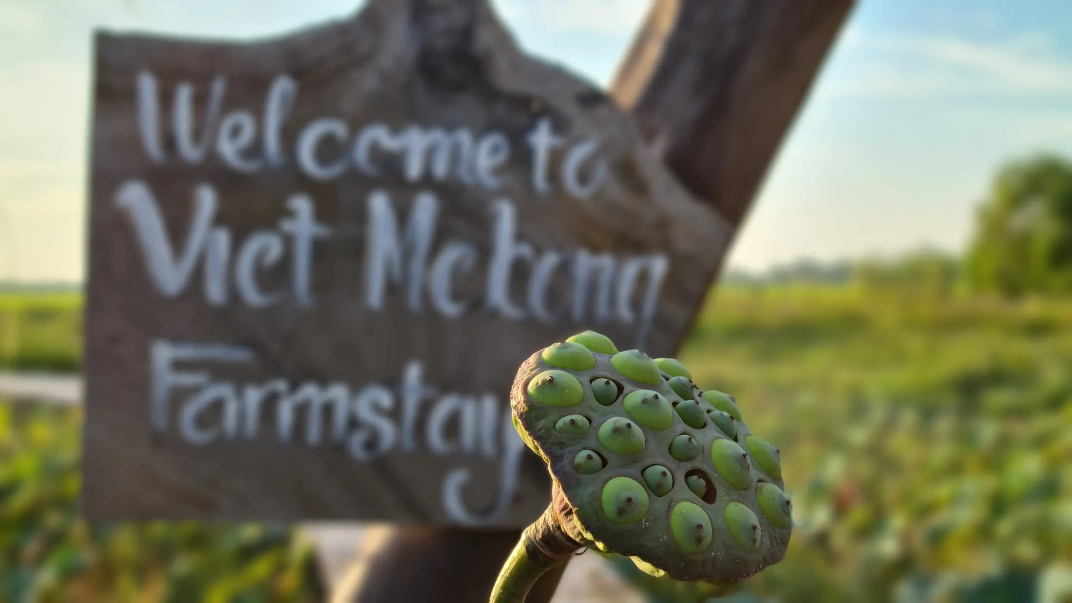 The Việt Mekong Farmstay sign beside a lotus seed head