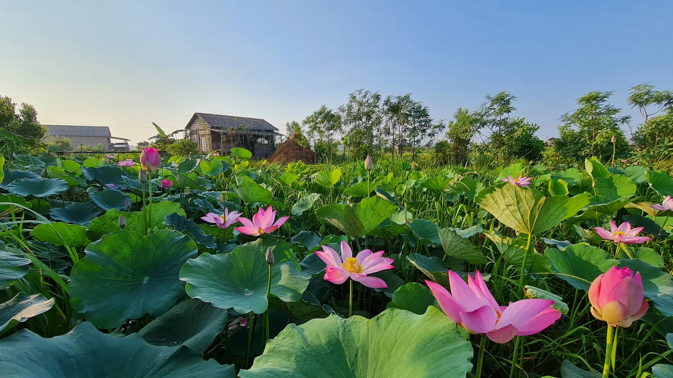 A broad lotus field growing around Việt Mekong Farmstay