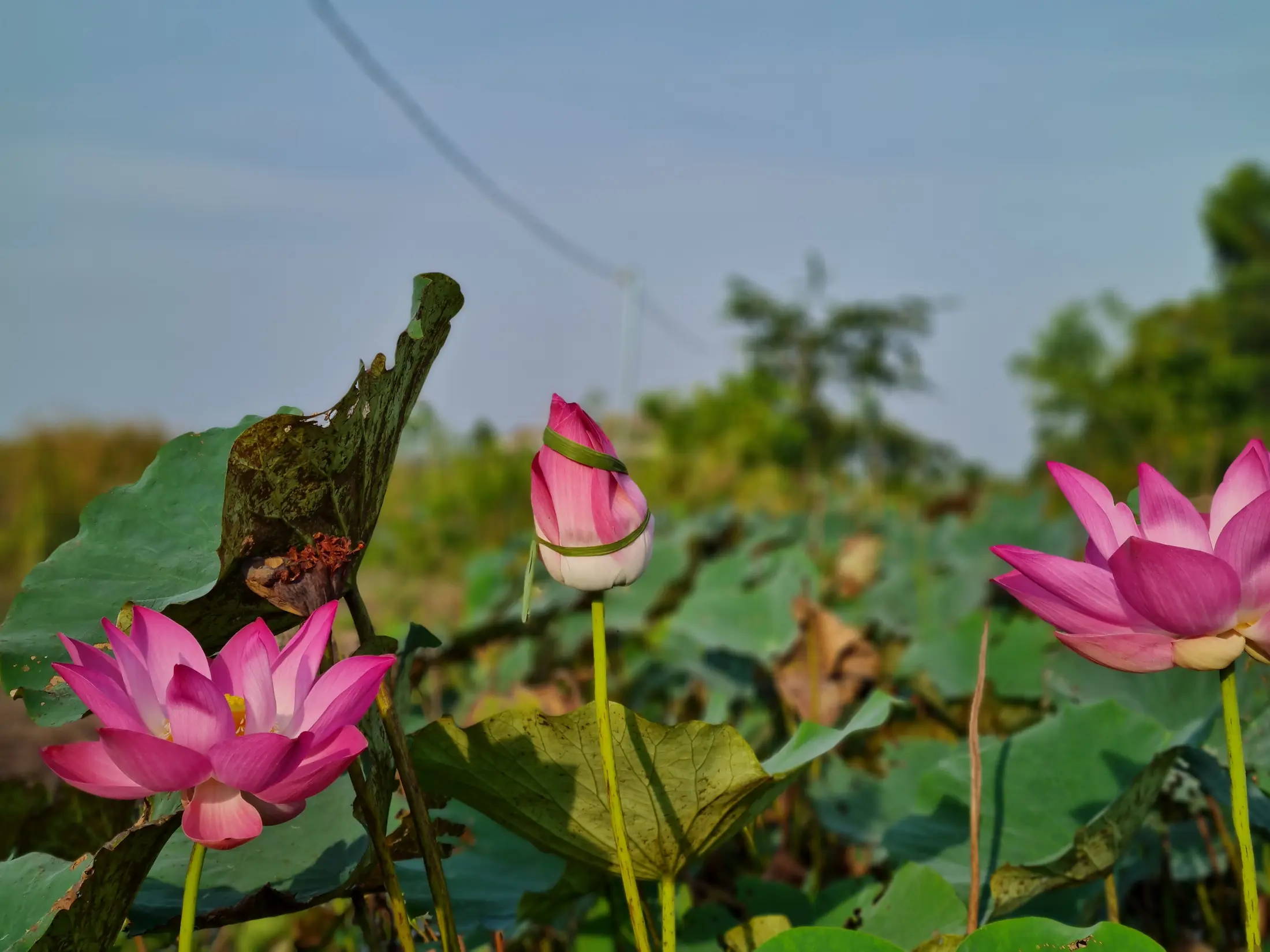 Pink lotus flowers growing in shallow wetland water