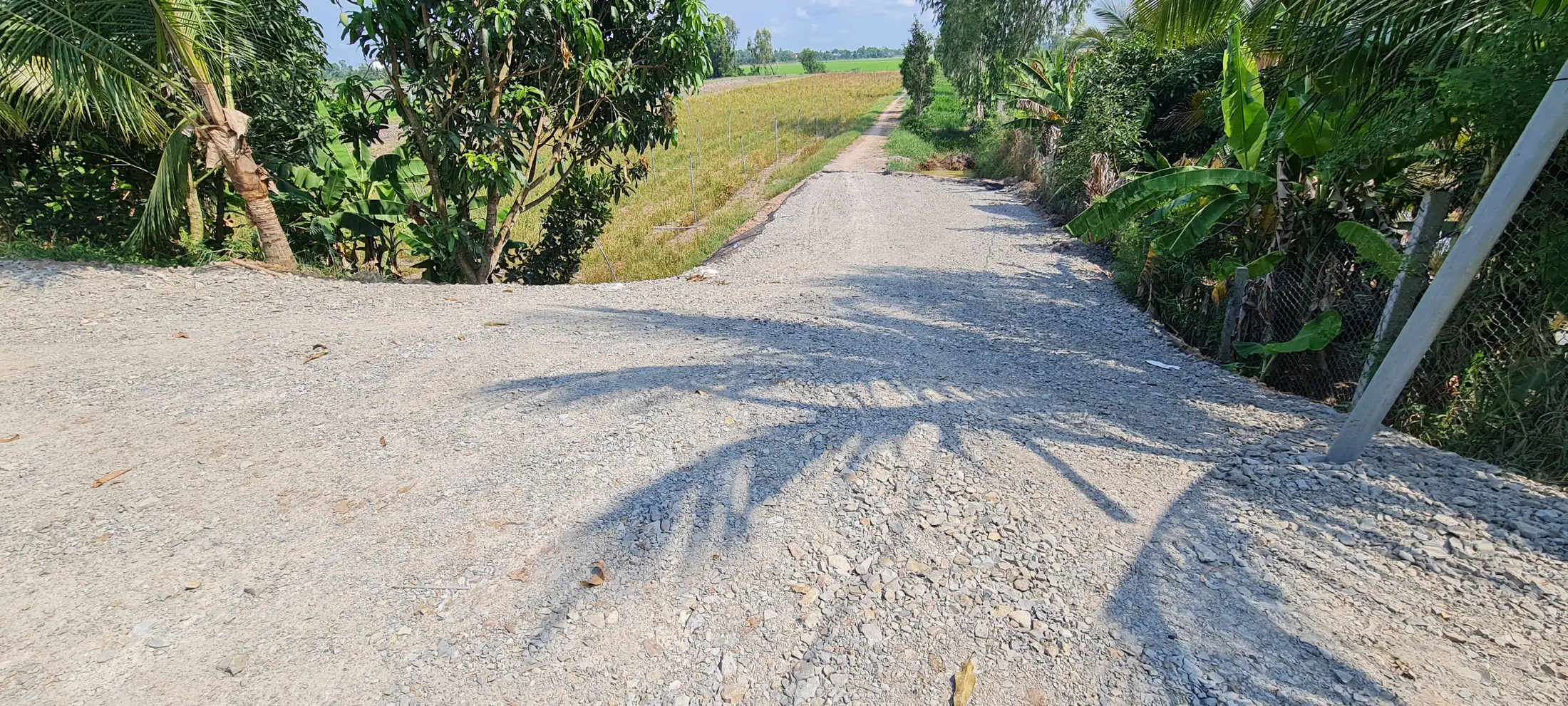 The local rural road leading toward Việt Mekong Farmstay