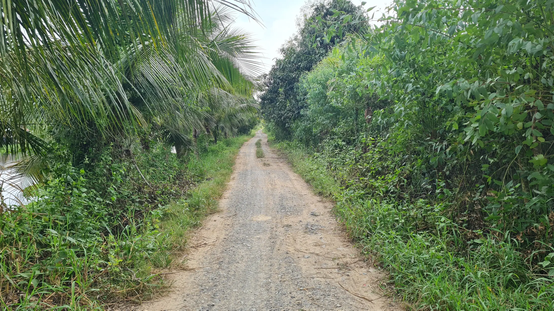 A narrower tree-lined rural lane near the farmstay