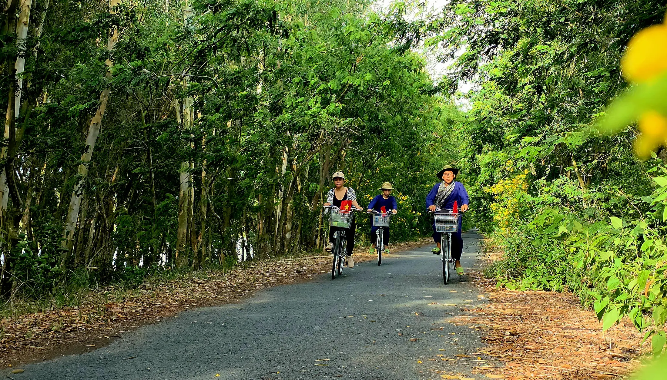 Visitors cycling together on a tree-lined road in Tram Chim